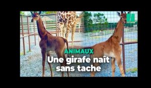 Une girafe naît sans tache dans un zoo aux États-Unis, un événement rarissime