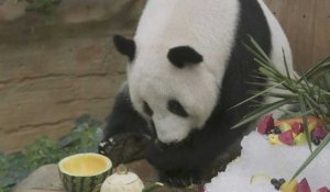 Malaisie: deux pandas géants fêtent leur 17e anniversaire