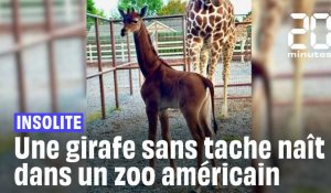 États-Unis : Une girafe sans tache naît dans un zoo #shorts