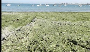 Guissény : La plage du port du Curnic fermée pour cause d'algues vertes