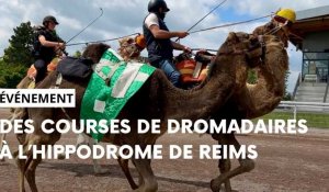 L'hippodrome de Reims va organiser des courses de dromadaires