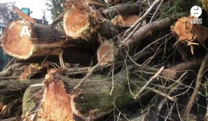VIDÉO. Après la tempête "Ciaran", des arbres serviront à réaménager des communes finistériennes 