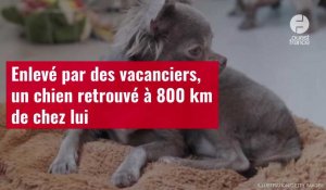 VIDÉO. Enlevé par des vacanciers, un chien retrouvé à 800 km de chez lui