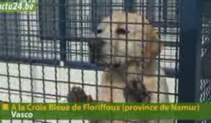 Actu24 - Chien à donner, Vasco cherche famille désespérément