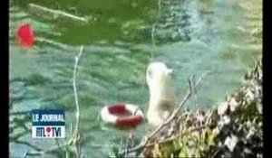 Une femme mordue par un ours polaire à Berlin (Vidéo)