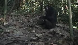 La pêche aux termites des chimpanzés (suite)