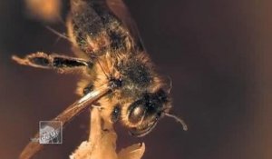 Disparition des abeilles due aux pésticides utilisés dans l'agriculture Henri Clément