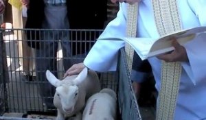 Bénédiction de moutons à Cambrai