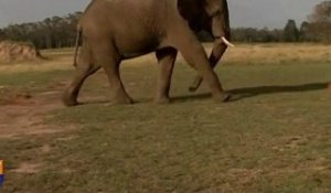 Les éléphants sud-africains jouent au foot