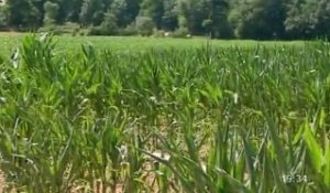 La chaleur frappe l'agriculture dans la Loire atlantique