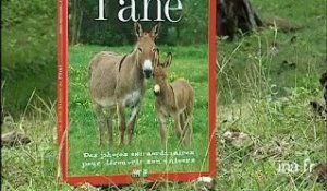 Alain Raveneau et Christian Hochet : La belle histoire de l'âne
