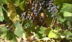 Cravant-les-Côteaux : viticulture en Chinonais