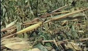 Brèves : conséquences de la tempête, récolte de maïs