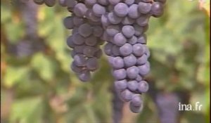 Volet vin : Les vins des côtes de Bordeaux