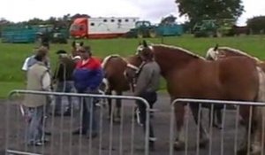 CEMBOING : CONCOURS DE CHEVAUX