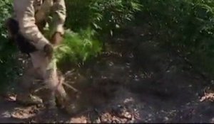 Les soldats mexicains incendient une plantation de marijuana