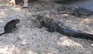 Un chat attaque 2 crocodiles - incroyable