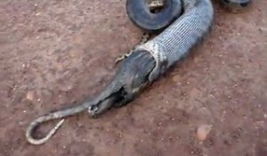 Anaconda vomit un raton laveur Impressionnant [Buzz Serpent]