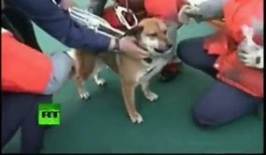Un chien rescapé du séisme japonais retrouve sa maîtresse