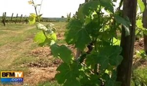 Le Sauternes affecté par des tombées de grêle