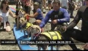 Concours de surf pour chiens en Californie - no comment