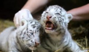 Nouvelle naissance de tigres blanc au zoo de Maubeuge