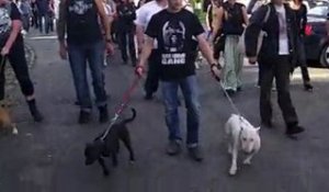 Marche de soutien pour le chien Prince, menacé d'euthanasie, à Boulogne-sur-Mer