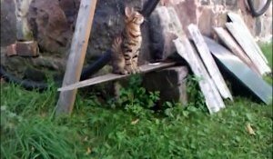 Un chat amusant joue avec un ballon de basket