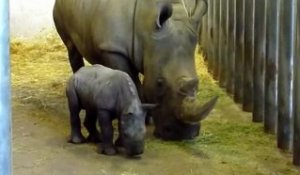 Un bébé rhinocéros blanc est né au zoo de Beauval