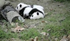 Voyage au centre d'élevage des pandas de Chengdu