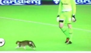 Le match de Liverpool interrompu par un chat