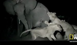 Un éléphant attaqué de nuit par des lions