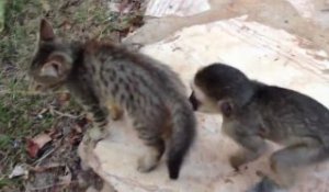 Bébé singe s'amuse avec un chaton