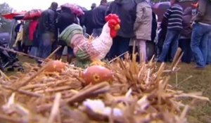Des poules pour réduire les déchets dans la Sarthe
