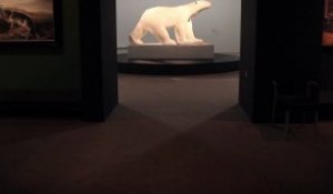 Beauté animale : L'Ours blanc de Pompon voyage