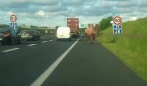 2 chameaux sur l'autoroute A84 en France
