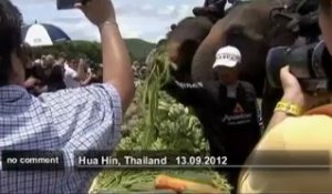 Polo à dos d'éléphant en Thaïlande - no comment