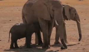 Bébé éléphant sauvé d'un trou