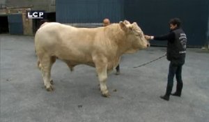 J’aimerais vous y voir… : Bérengère Poletti, au coeur de l'élevage de vaches charolaises
