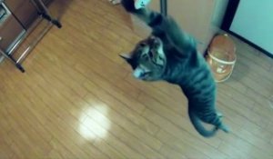 Jump Cat Slow Motion