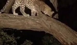 Un léopard sauve un bébé singe