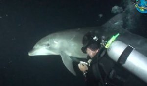 Injured Dolphin swims to Divers for Help