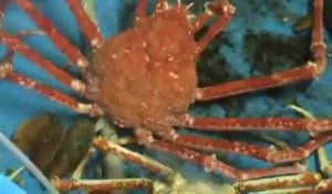 Crabe Araignée de Mer qui mue