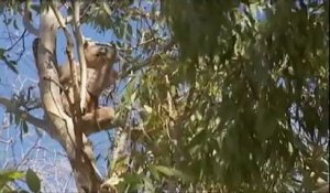 Un koala, blessé à la patte, sauvé dans le sud de l'Australie