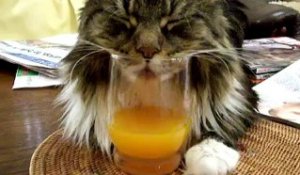 Le chat ronfle dans un verre de jus d'orange