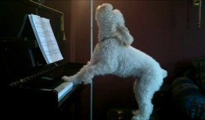 Un chien joue du piano