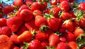 Bon plan : cueillir ses fraises en plein champ