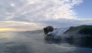 Elephant fait du surf