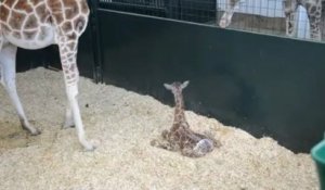 Les premiers pas de bébé girafe