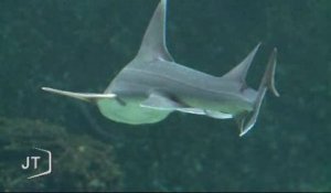 Requins : 25 naissances à Talmont-Saint-Hilaire